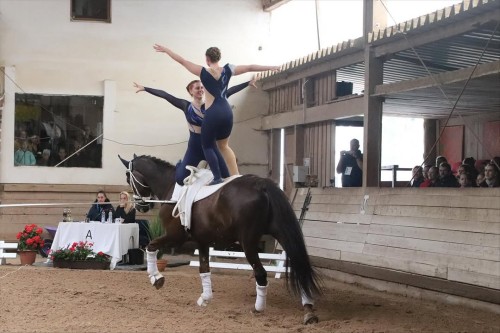 EQUINE VOLTIS71..