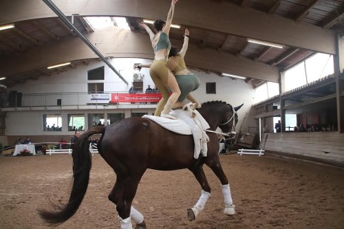 EQUINE VOLTIS71