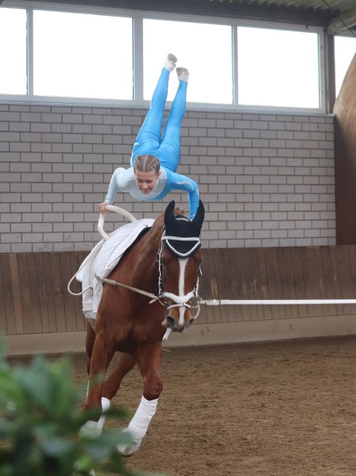 EQUINE VOLTIS71aa