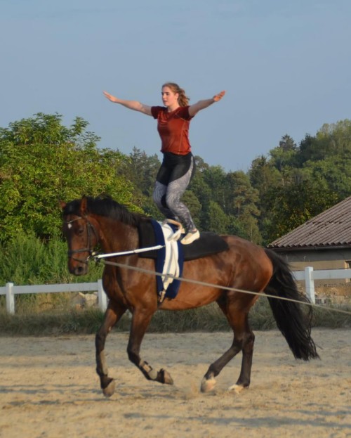 EQUINE VOLTIS71trainin